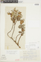 Gaultheria glomerata image