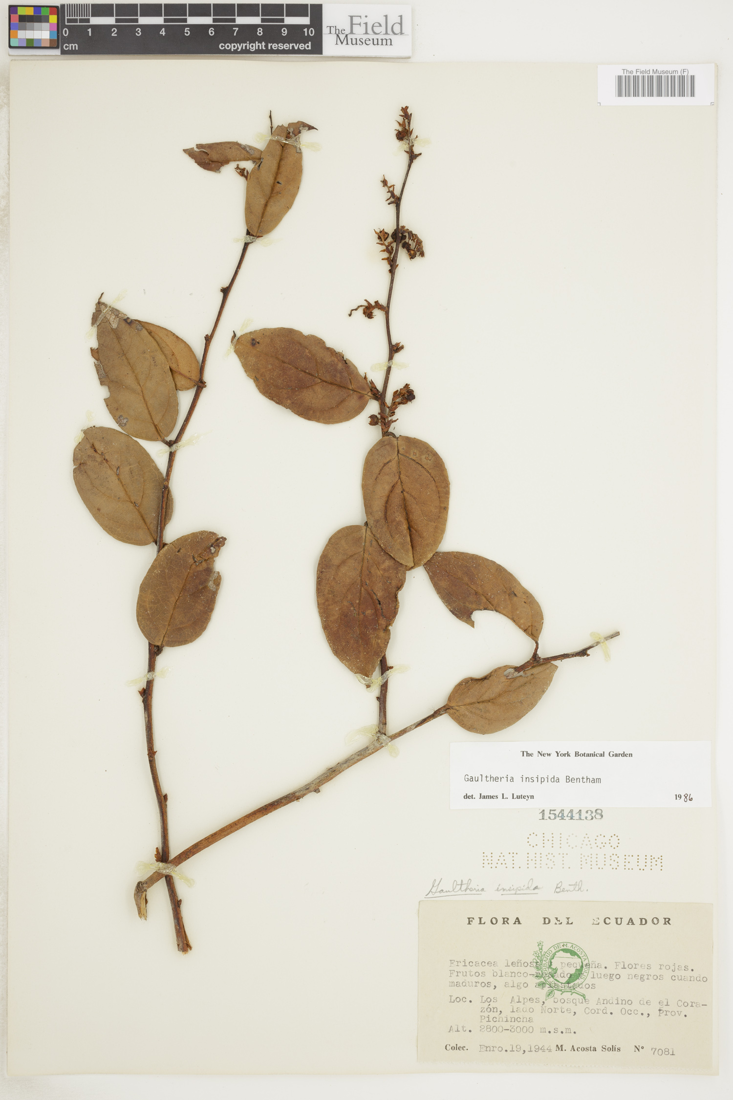 Gaultheria insipida image