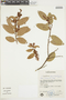 Gaultheria serrata var. organensis image