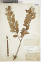 Gaultheria reticulata image