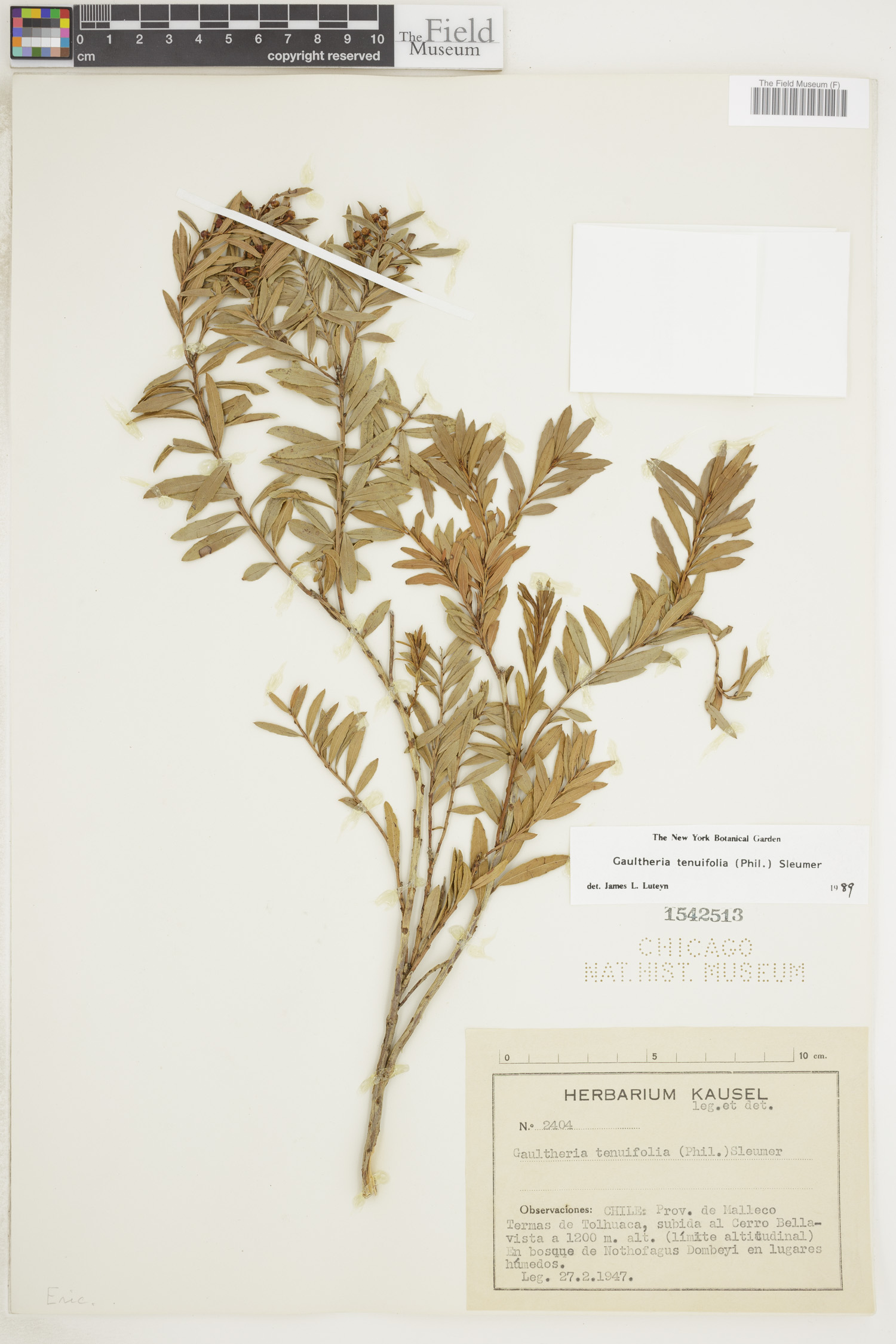 Gaultheria tenuifolia image