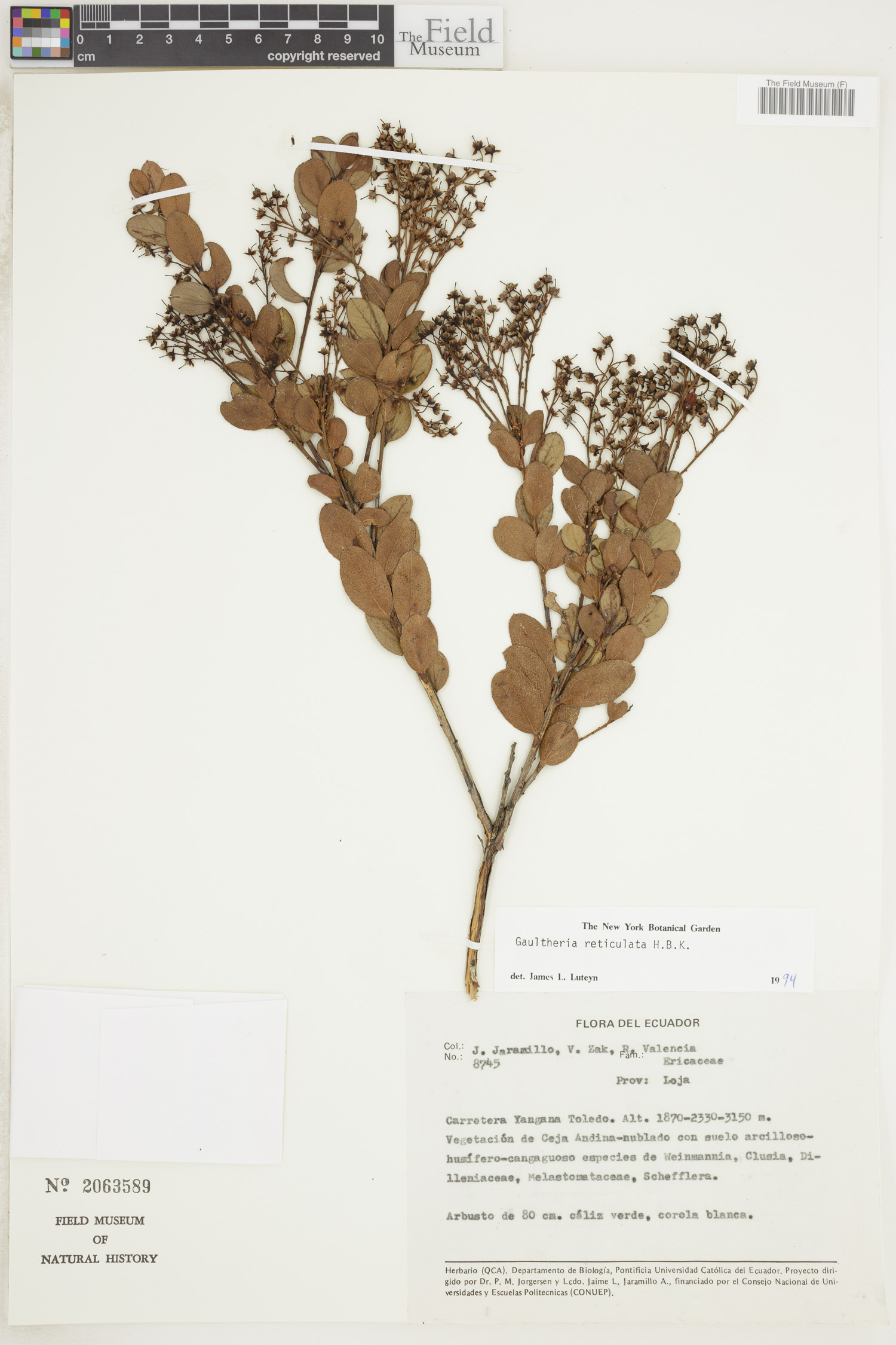 Gaultheria reticulata image