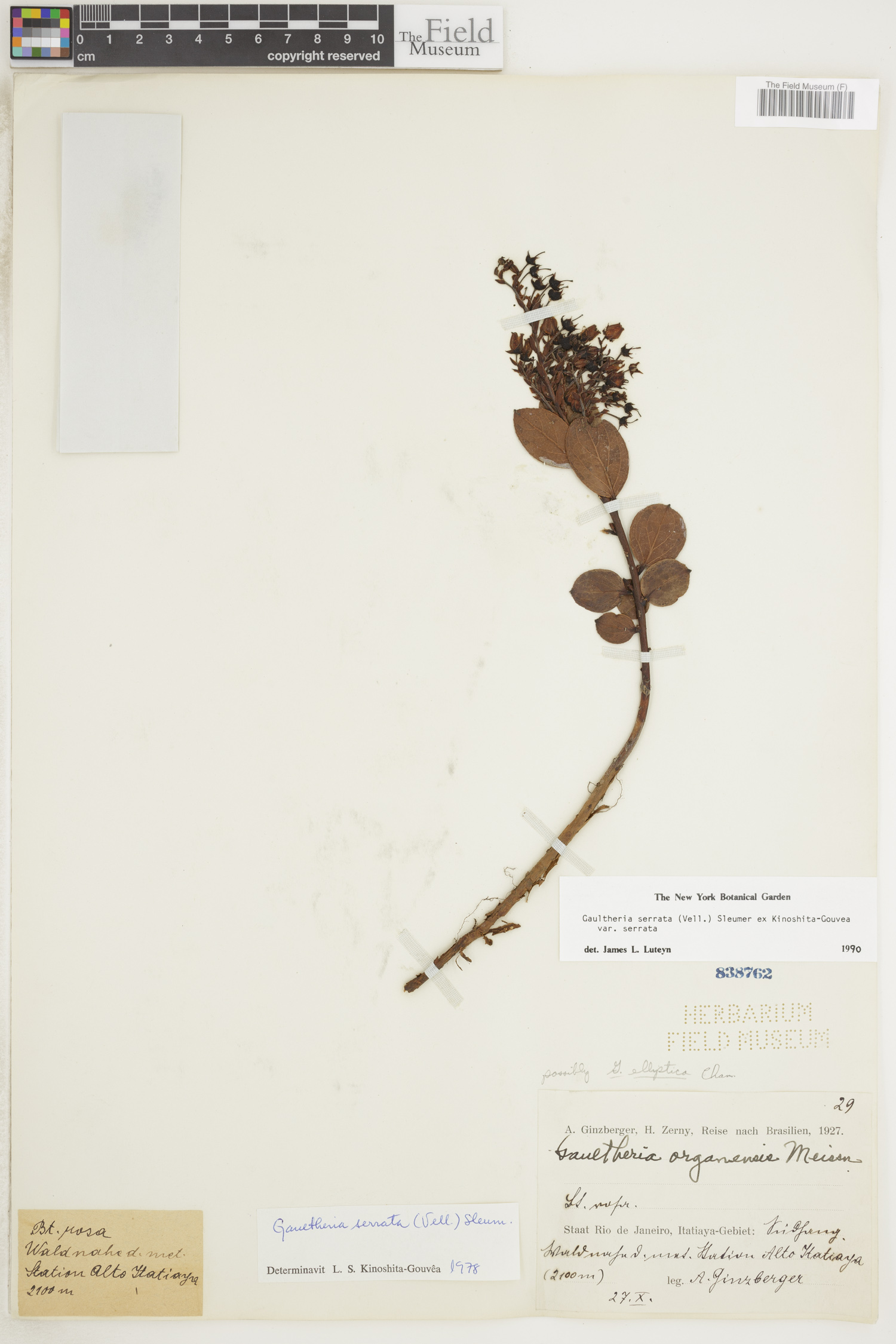 Gaultheria serrata image