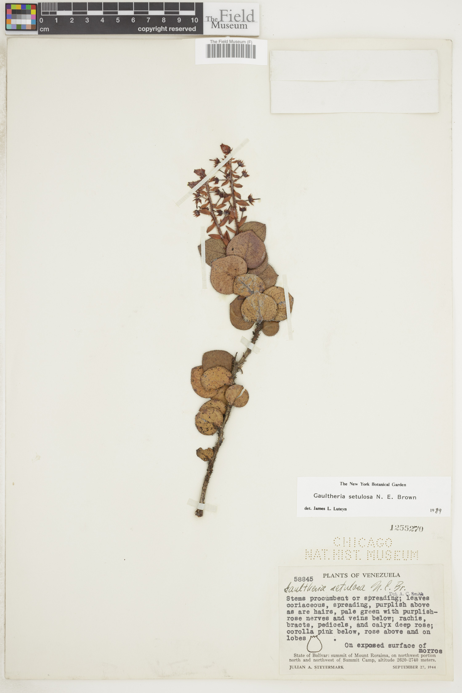 Gaultheria setulosa image