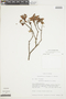 Gaultheria strigosa var. revoluta image