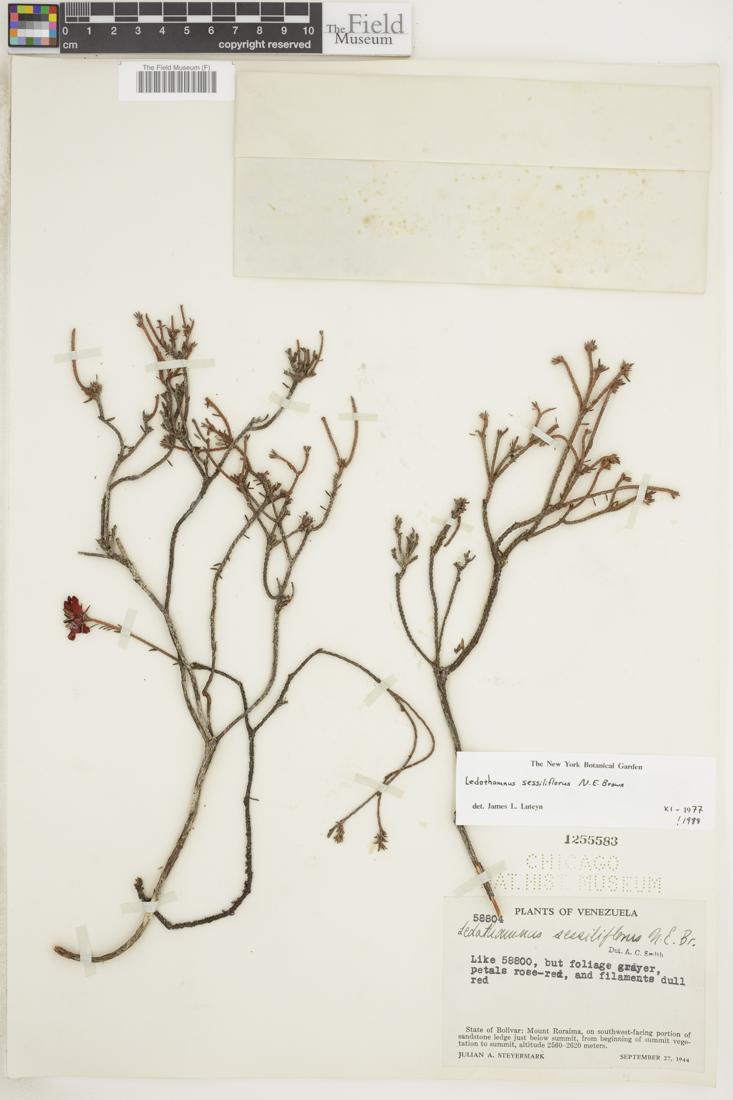 Ledothamnus sessiliflorus image
