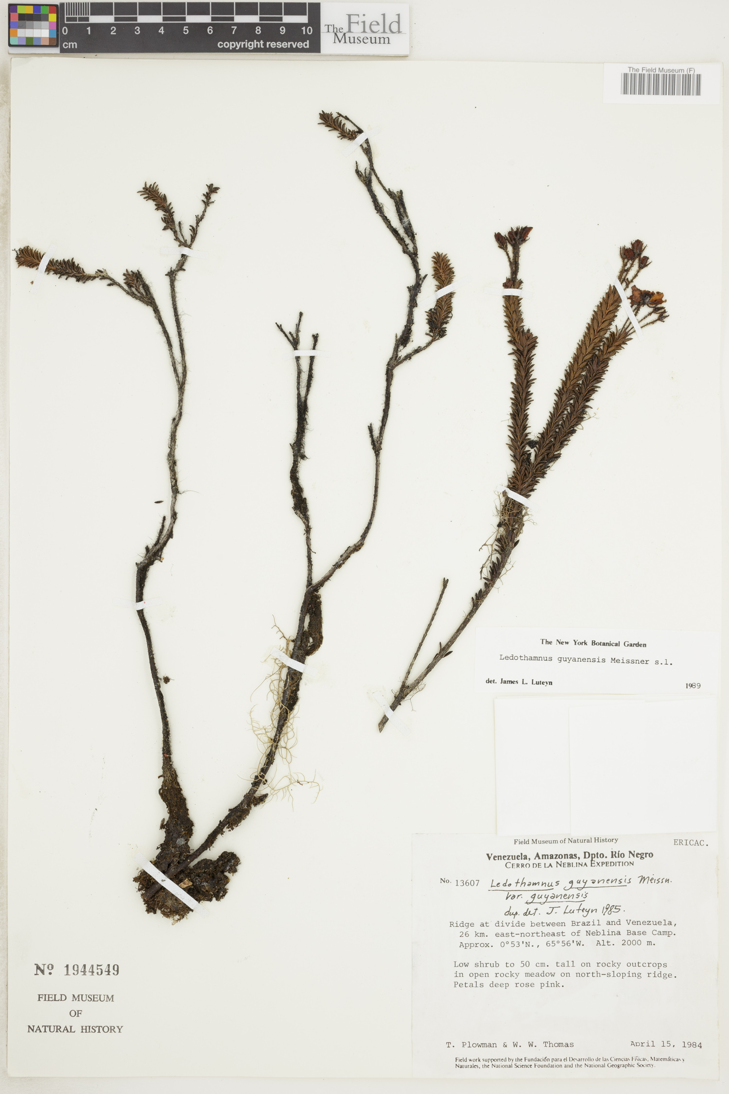Ledothamnus guyanensis image
