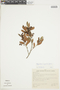 Gaylussacia angulata image