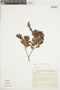 Gaylussacia angulata image