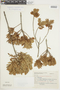 Gaylussacia angustifolia image