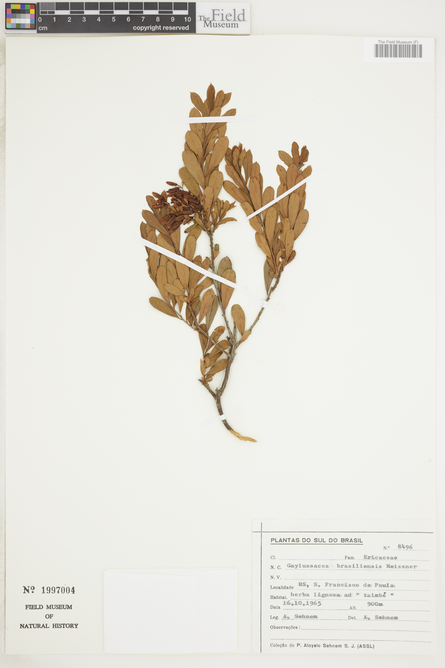 Gaylussacia brasiliensis image