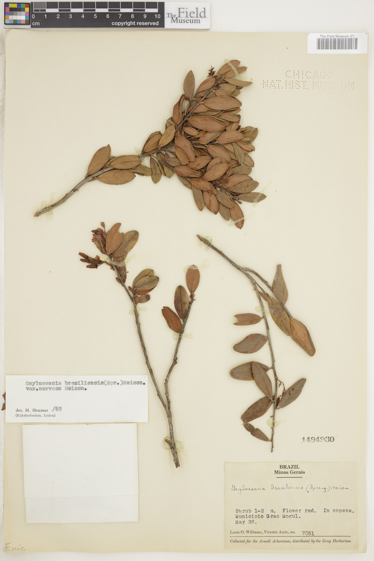 Gaylussacia brasiliensis var. nervosa image