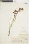 Gaylussacia buxifolia image
