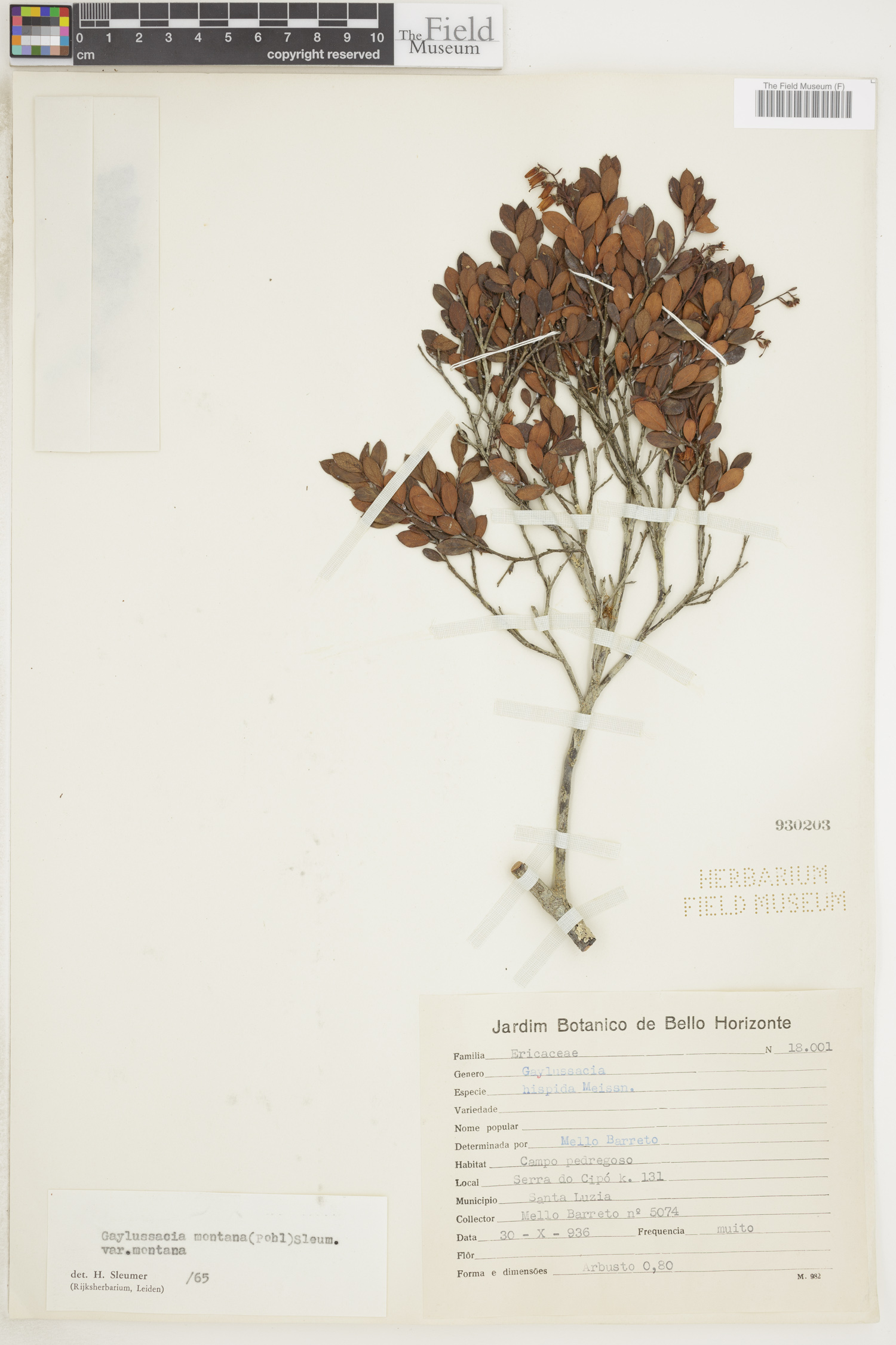 Gaylussacia montana image