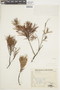 Gaylussacia pinifolia image