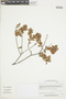 Gaylussacia reticulata image