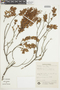 Gaylussacia reticulata image