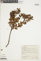 Gaylussacia reticulata var. reticulata image