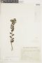 Gaylussacia reticulata var. reticulata image
