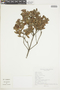 Gaylussacia reticulata var. salviifolia image
