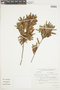 Gaylussacia reticulata var. salviifolia image