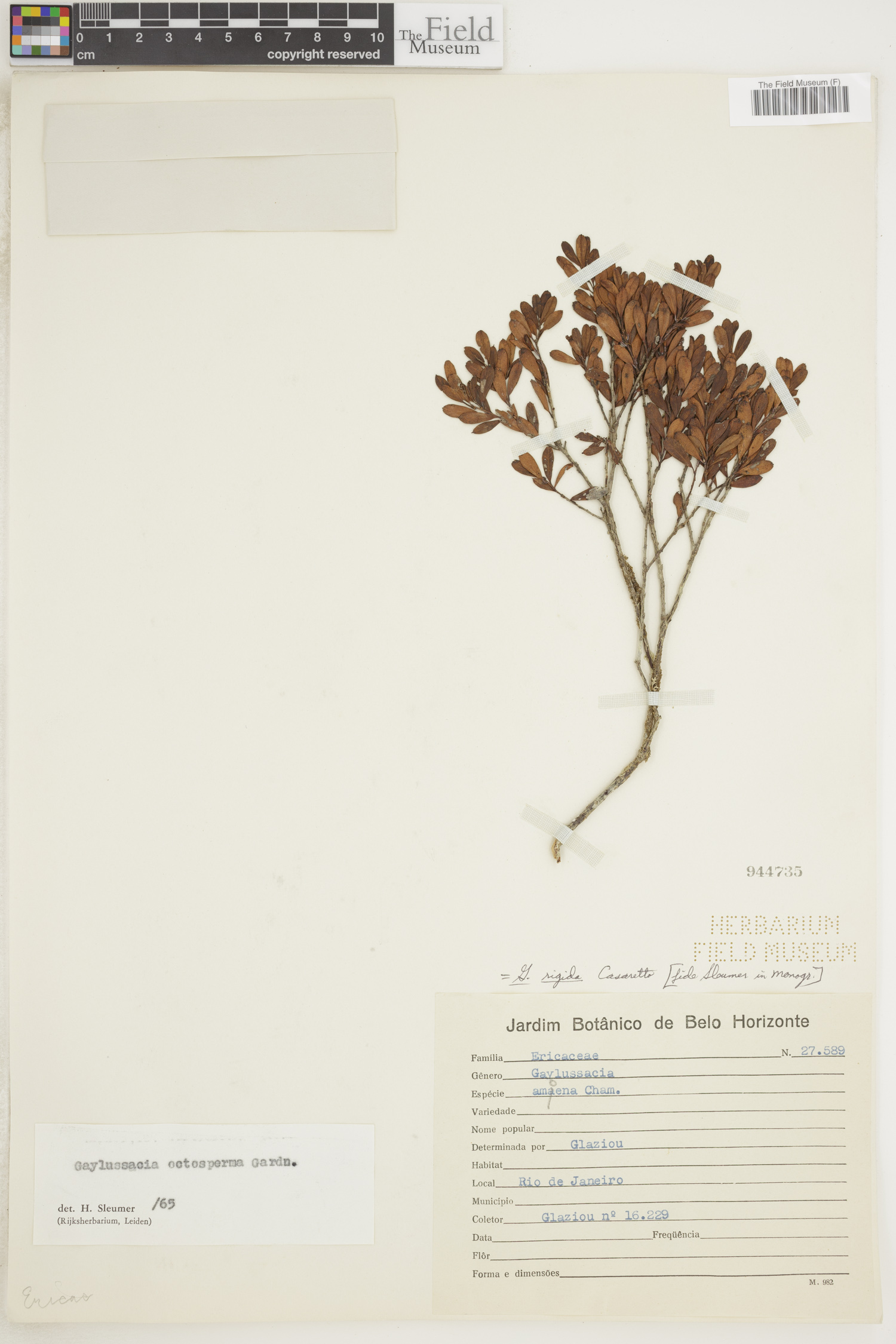 Gaylussacia rigida image