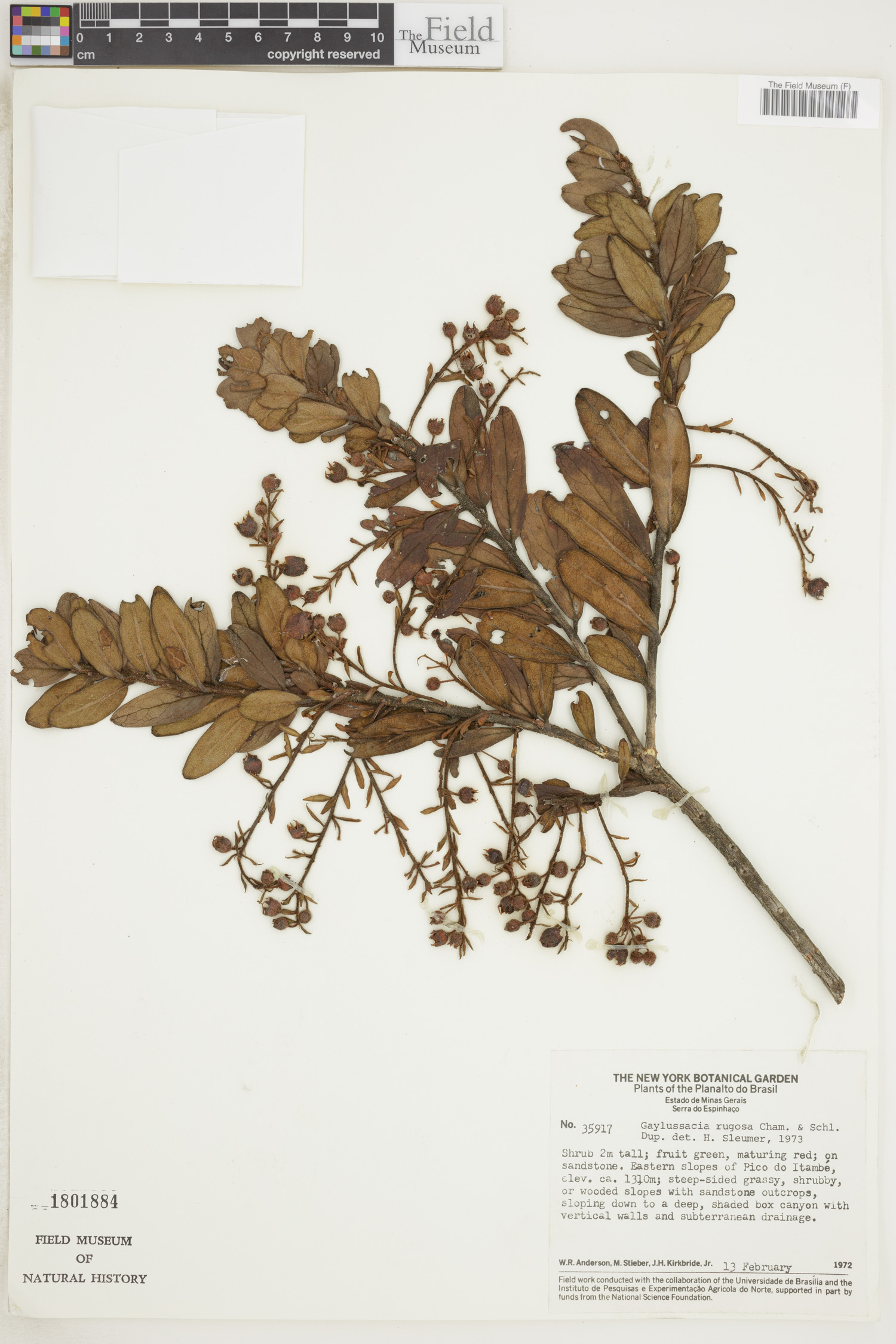 Gaylussacia rugosa image