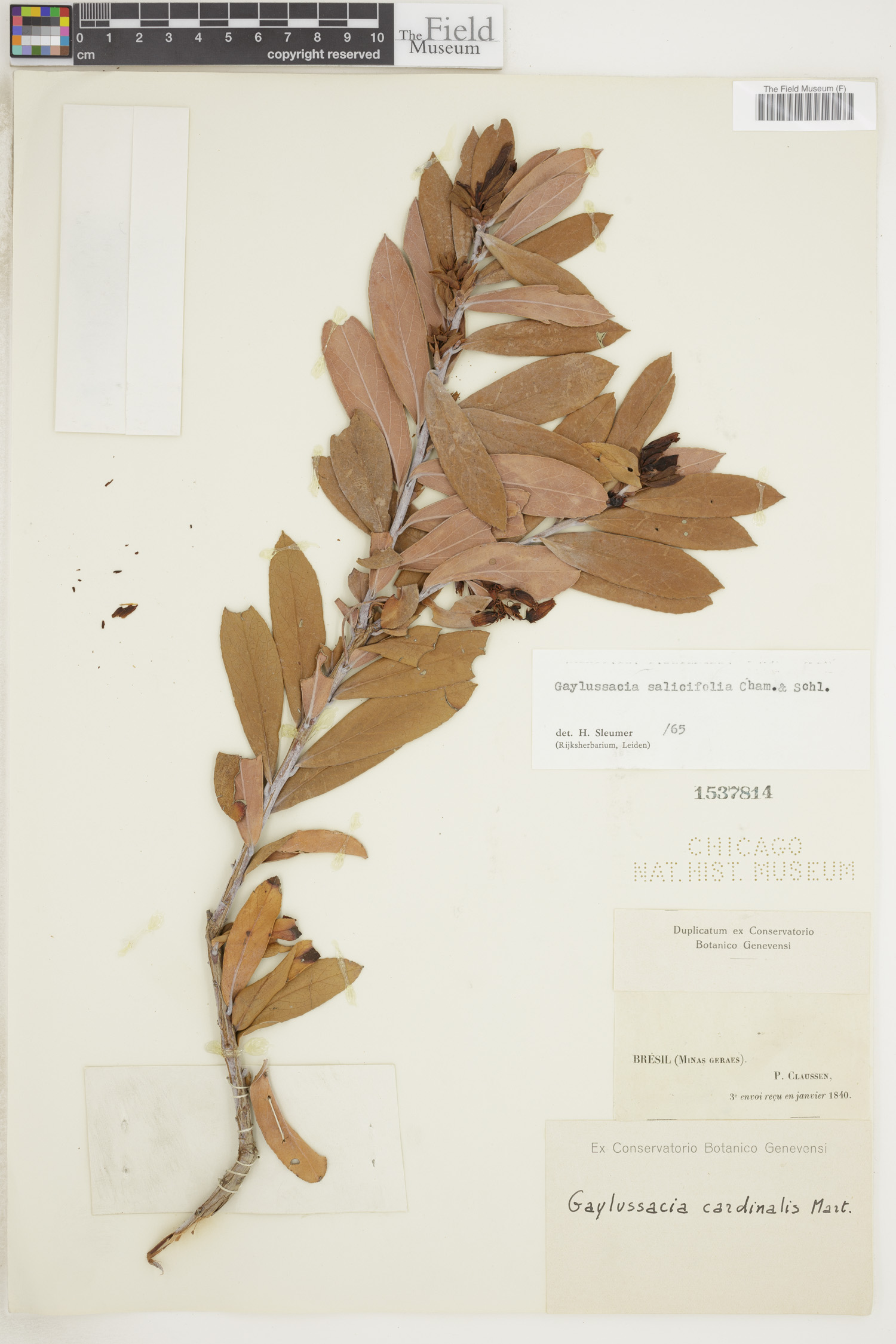 Gaylussacia salicifolia image