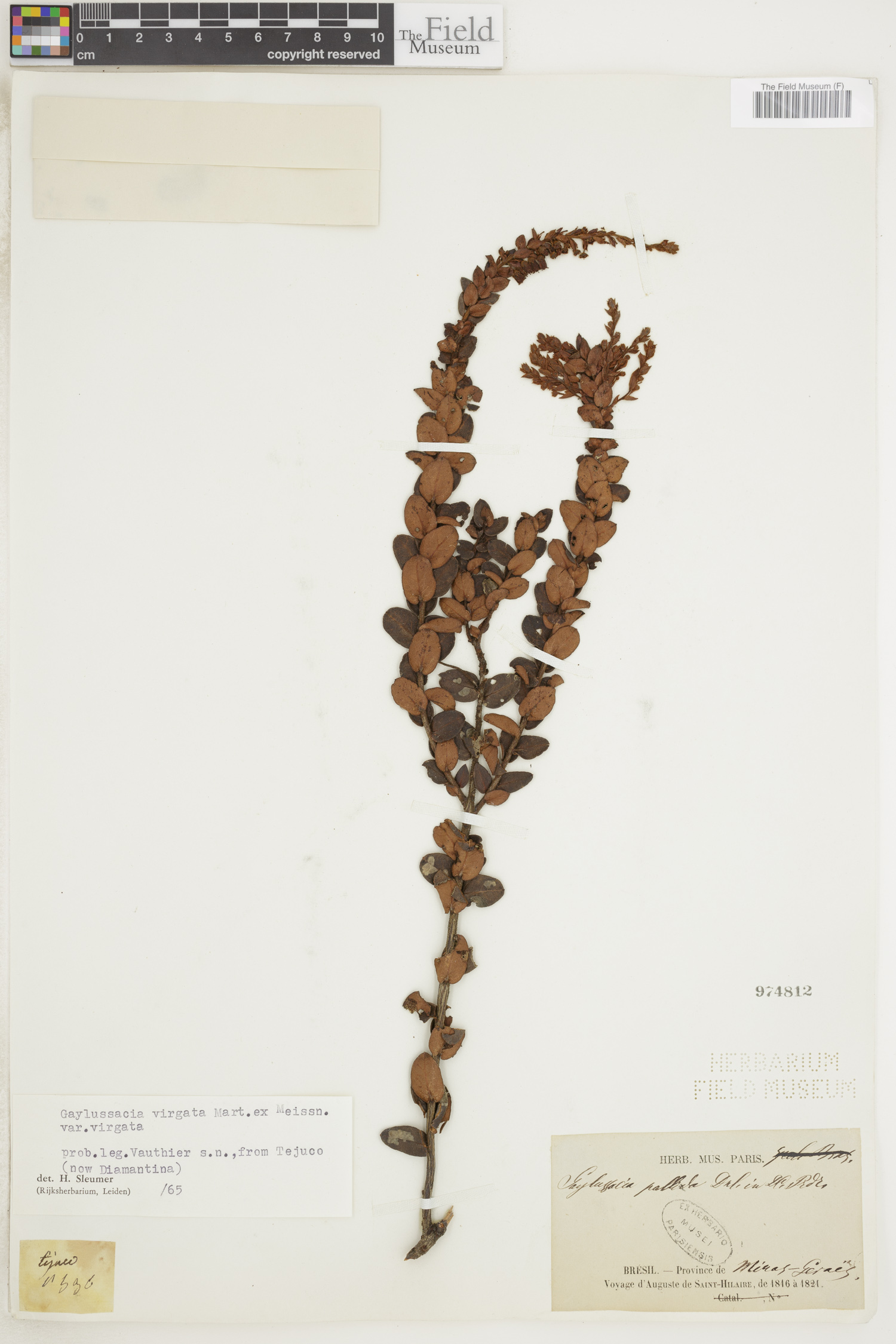 Gaylussacia virgata image