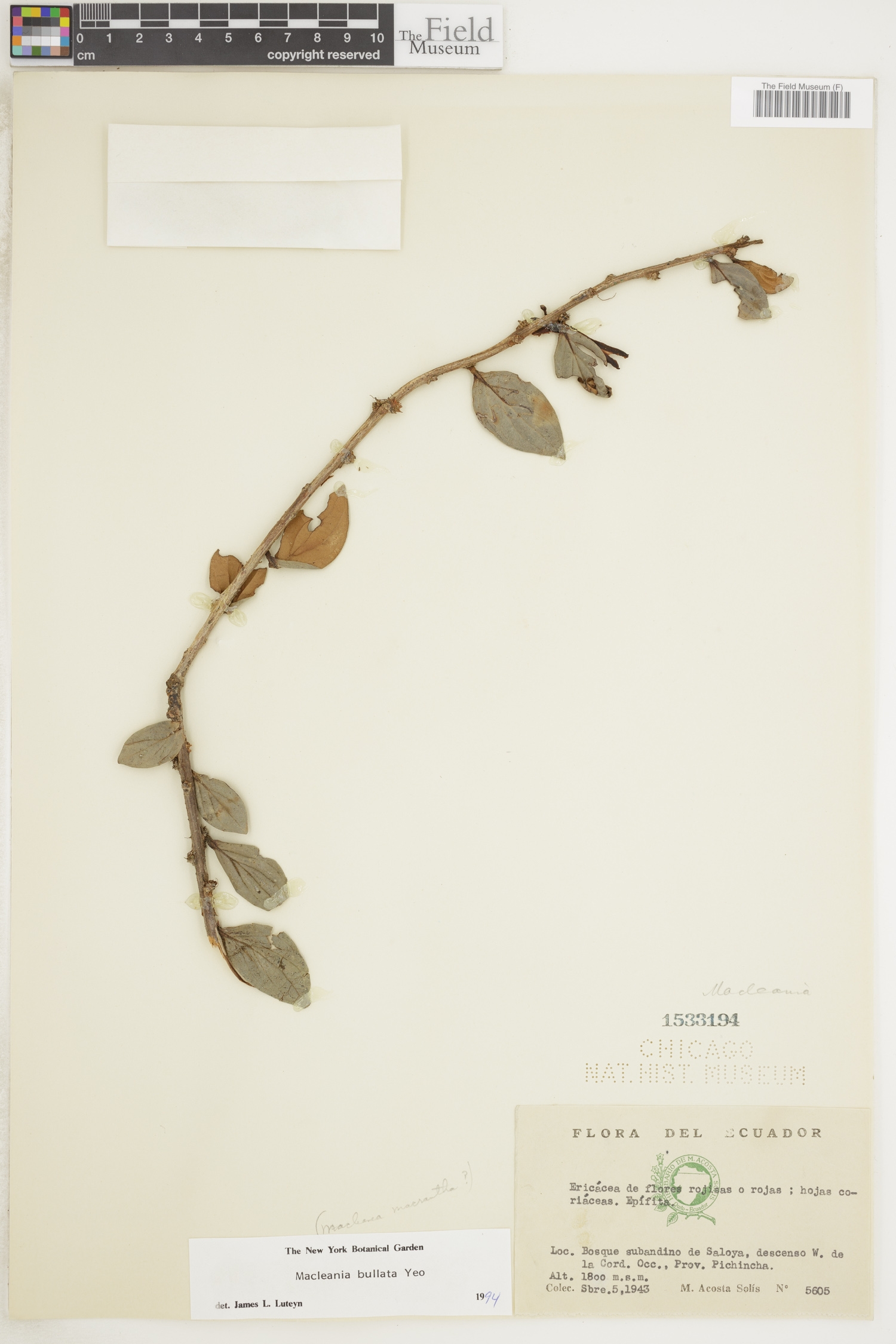 Macleania bullata image