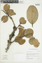 Macleania farinosa image