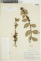 Macleania hirtiflora image