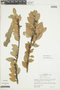 Macleania pubiflora image