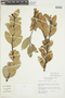 Macleania pubiflora image