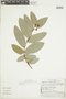 Macleania rotundifolia image