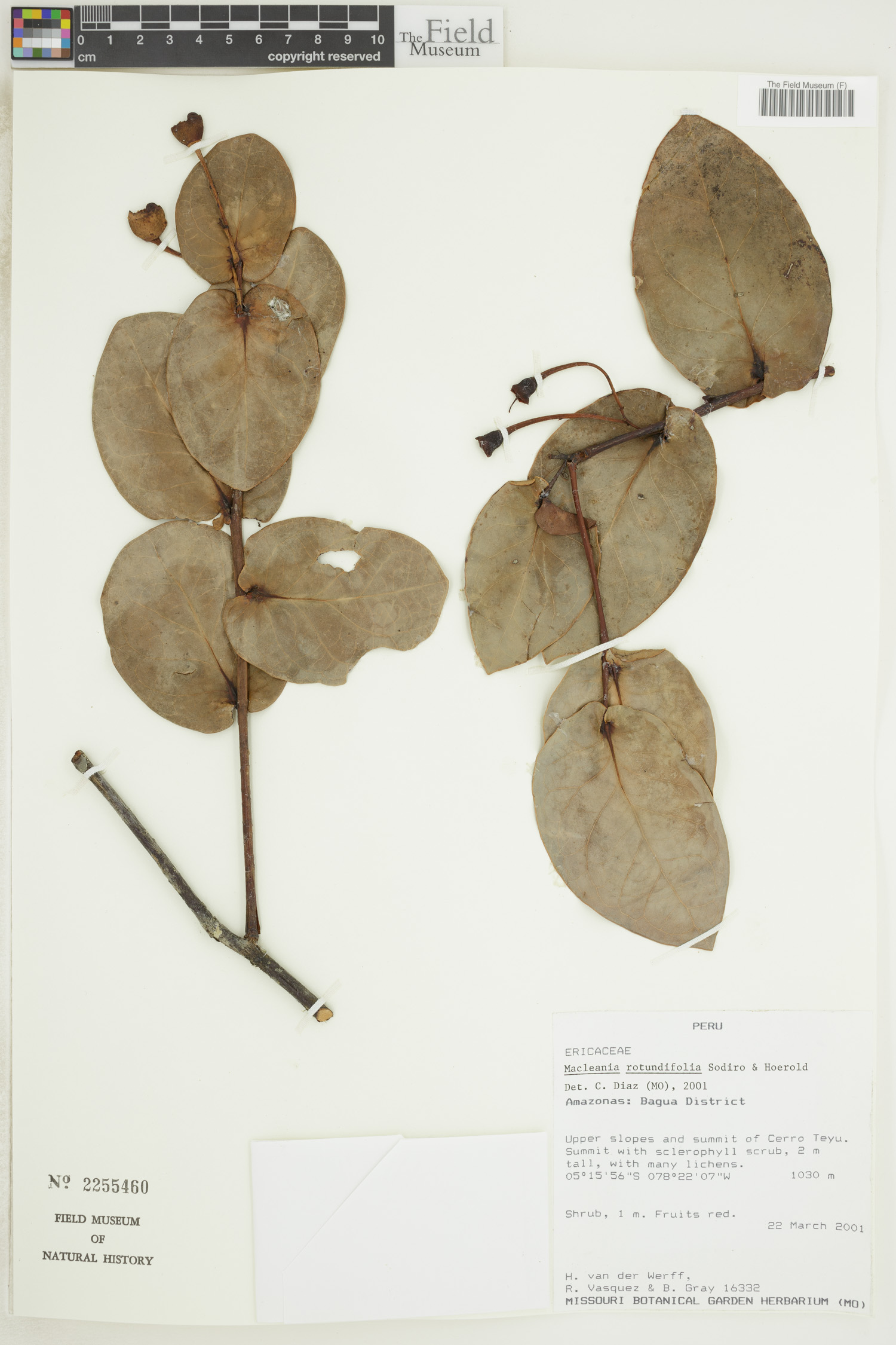 Macleania rotundifolia image