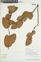 Macleania rotundifolia image