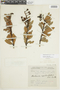 Macleania rupestris image