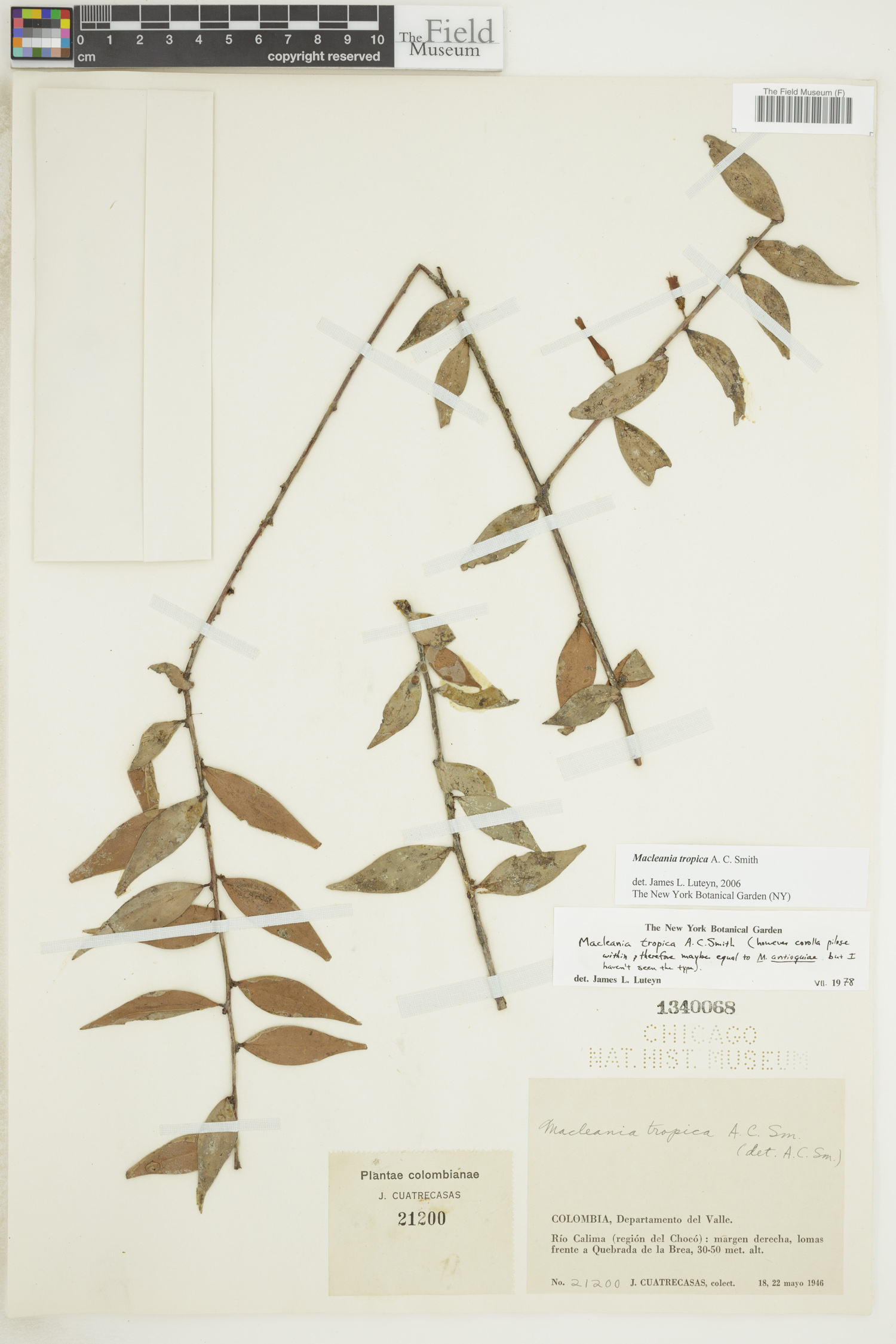Macleania tropica image