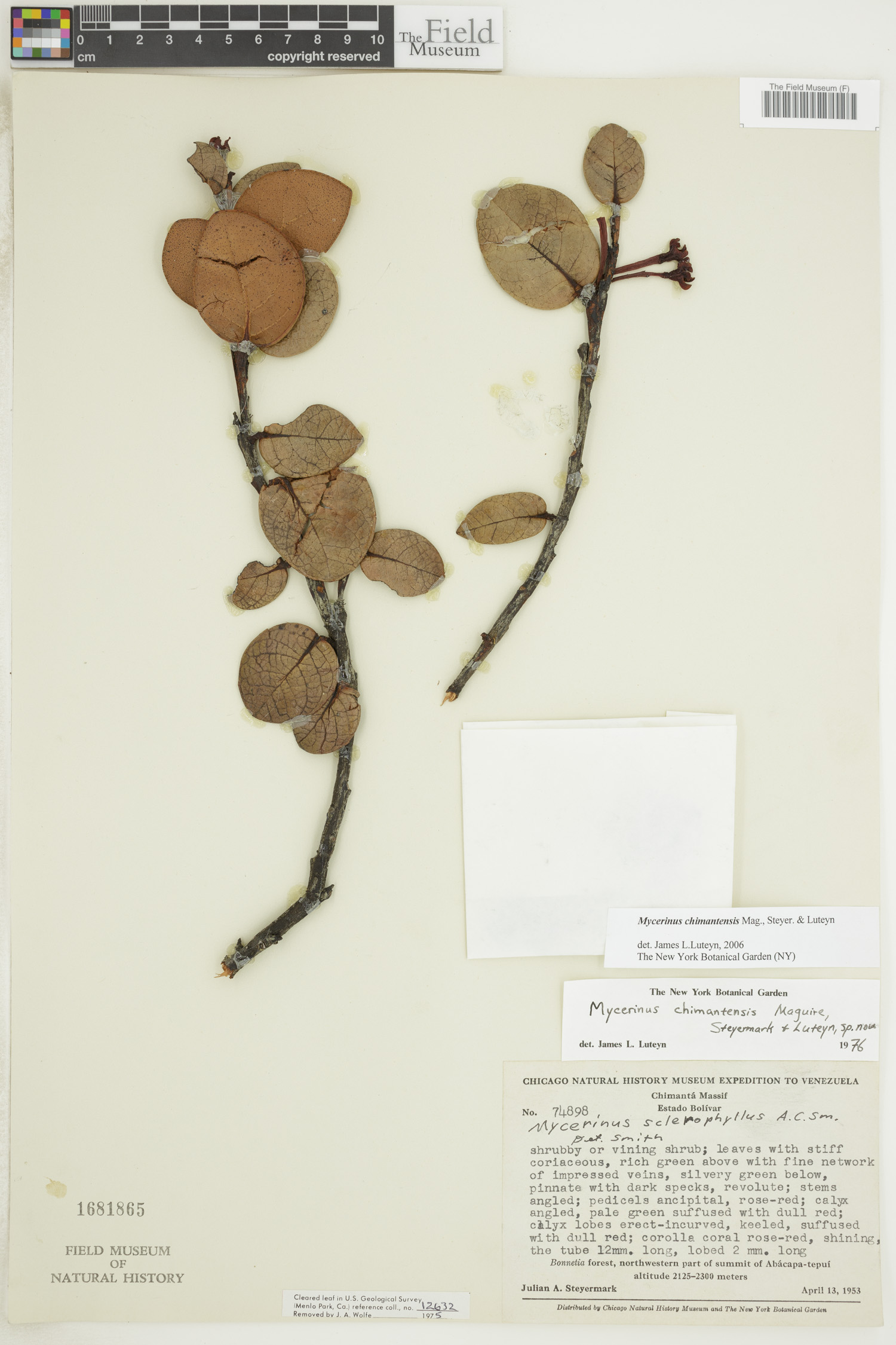 Mycerinus chimantensis image