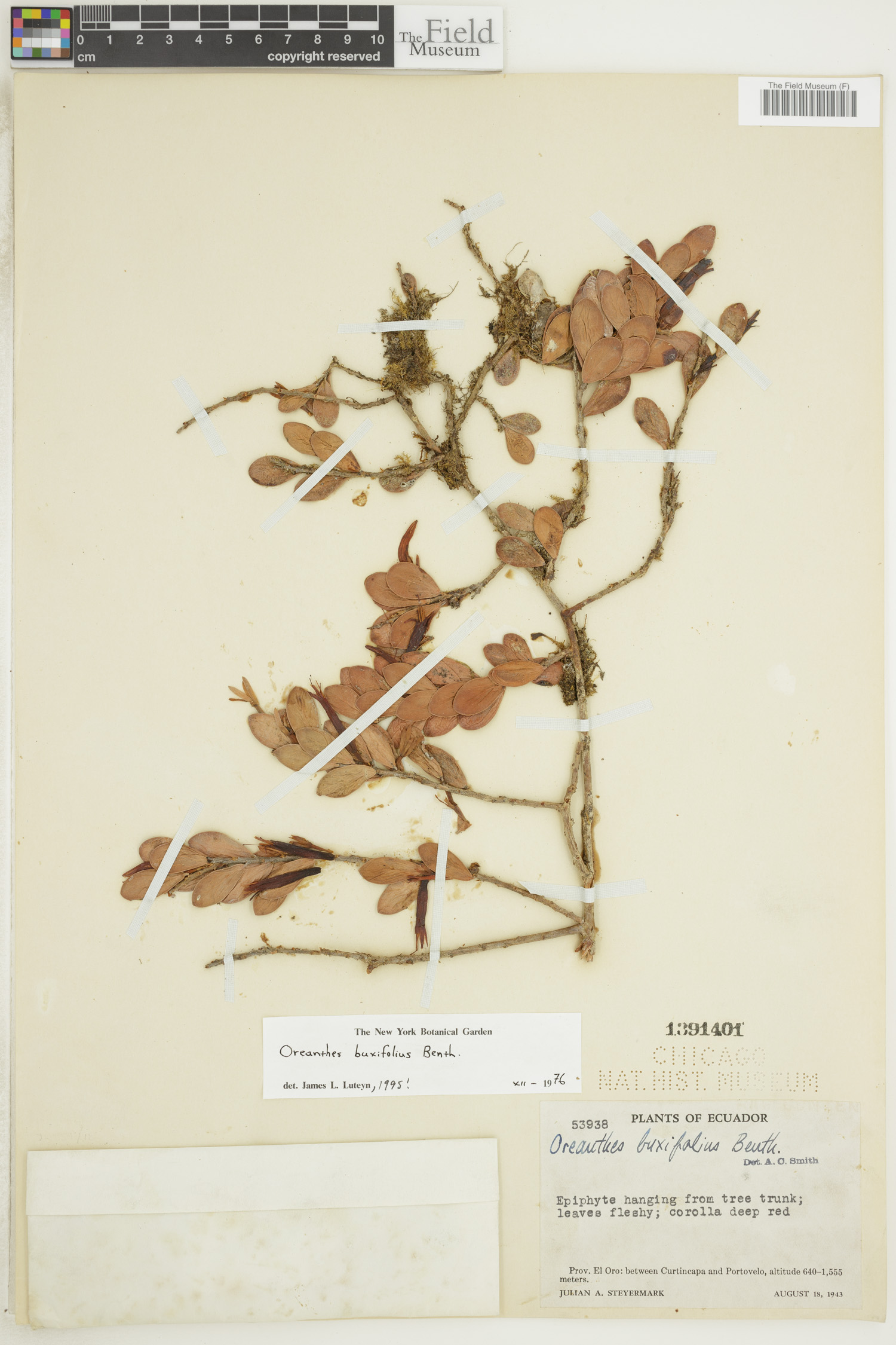 Oreanthes buxifolius image