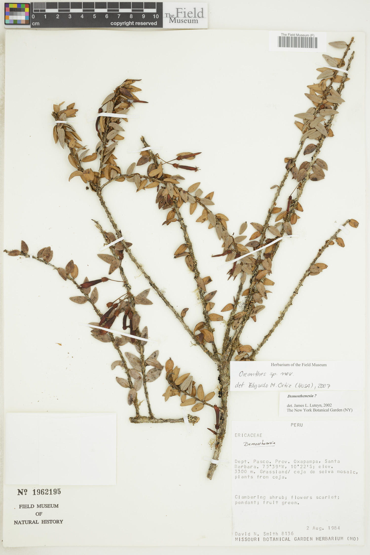 Oreanthes image