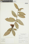 Orthaea secundiflora image