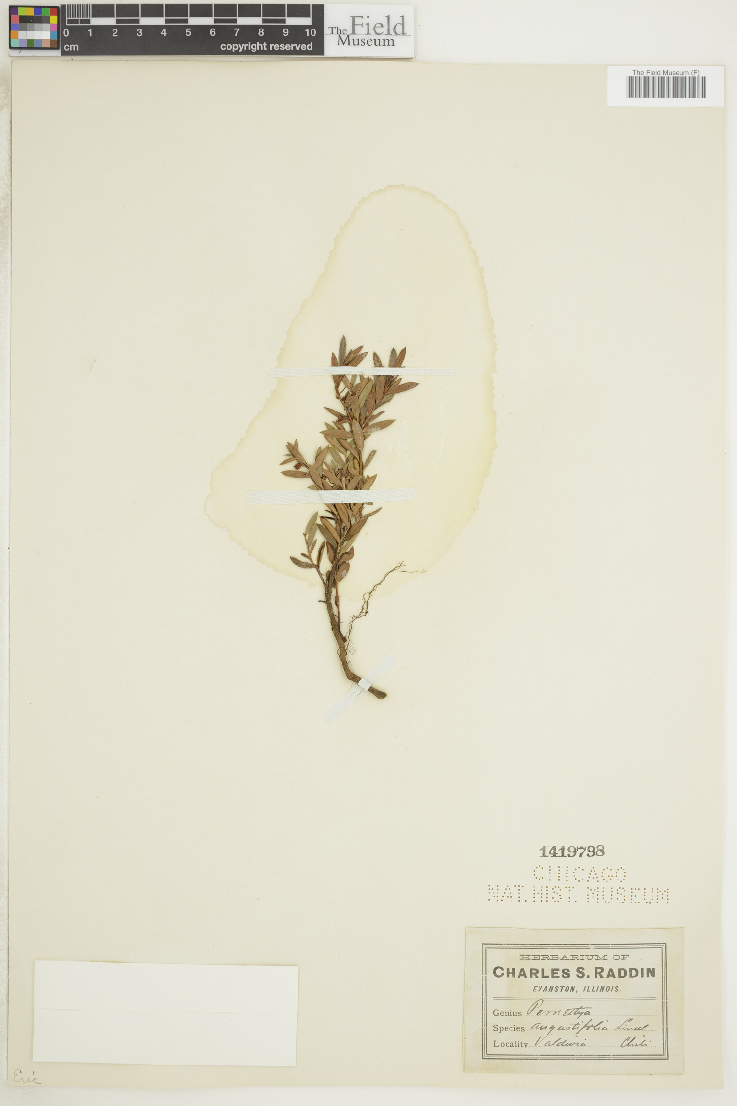 Gaultheria marticorenae image