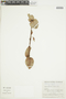 Plutarchia angulata image