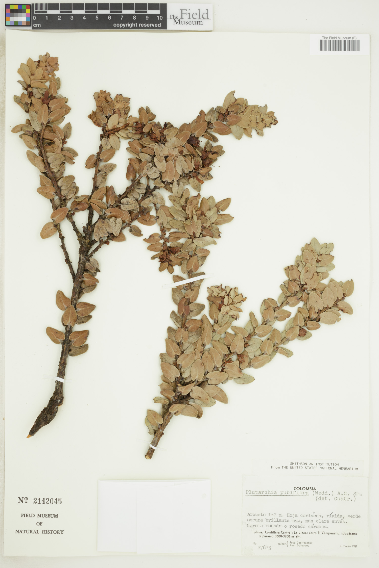 Plutarchia pubiflora image