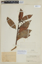 Psammisia macrophylla image