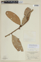 Psammisia macrophylla image