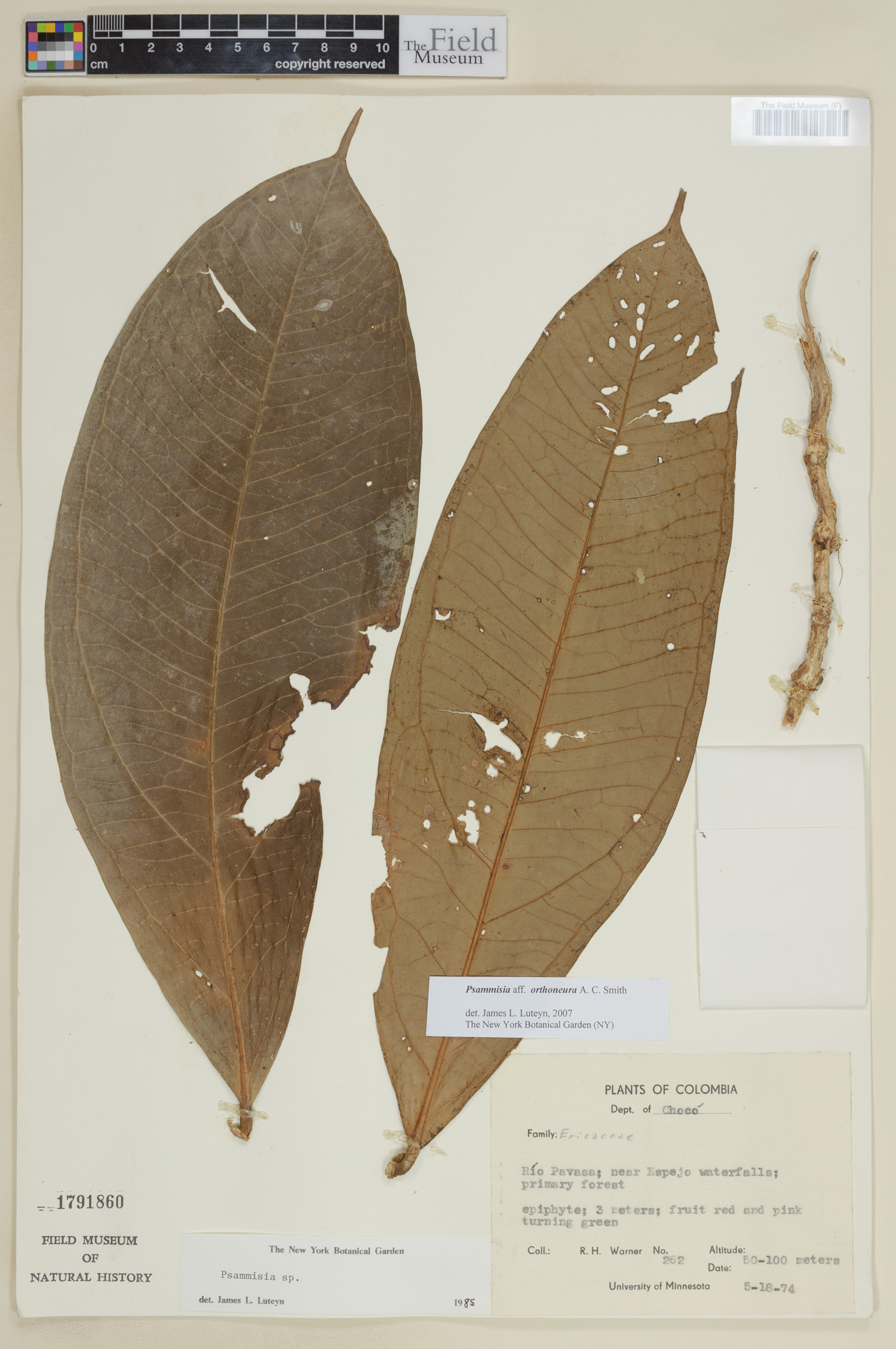 Psammisia orthoneura image