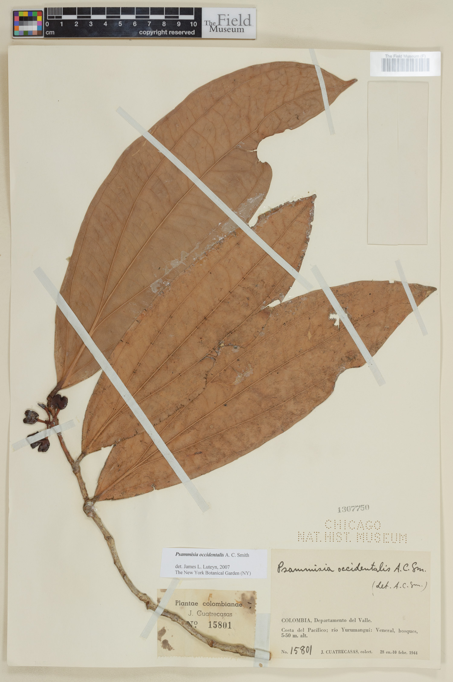 Psammisia occidentalis image